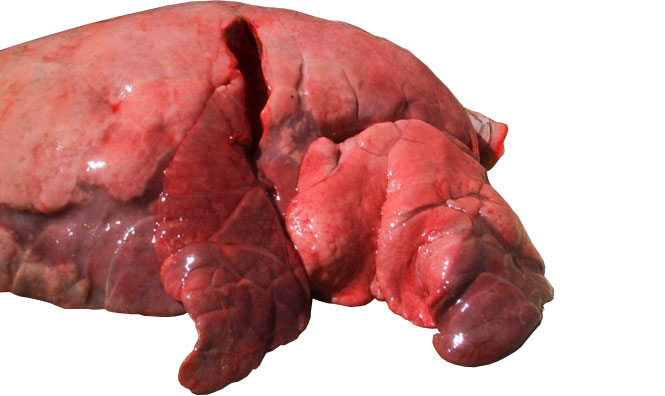 Фото 4: Краниальные и средние доли, пораженные бронхо-интерстициальной&nbsp;пневмонией, вызванной свиным гриппом.
